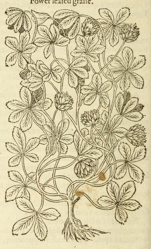 An illustration from The herball, or, Generall historie of plantes, 1597, leaf 1060