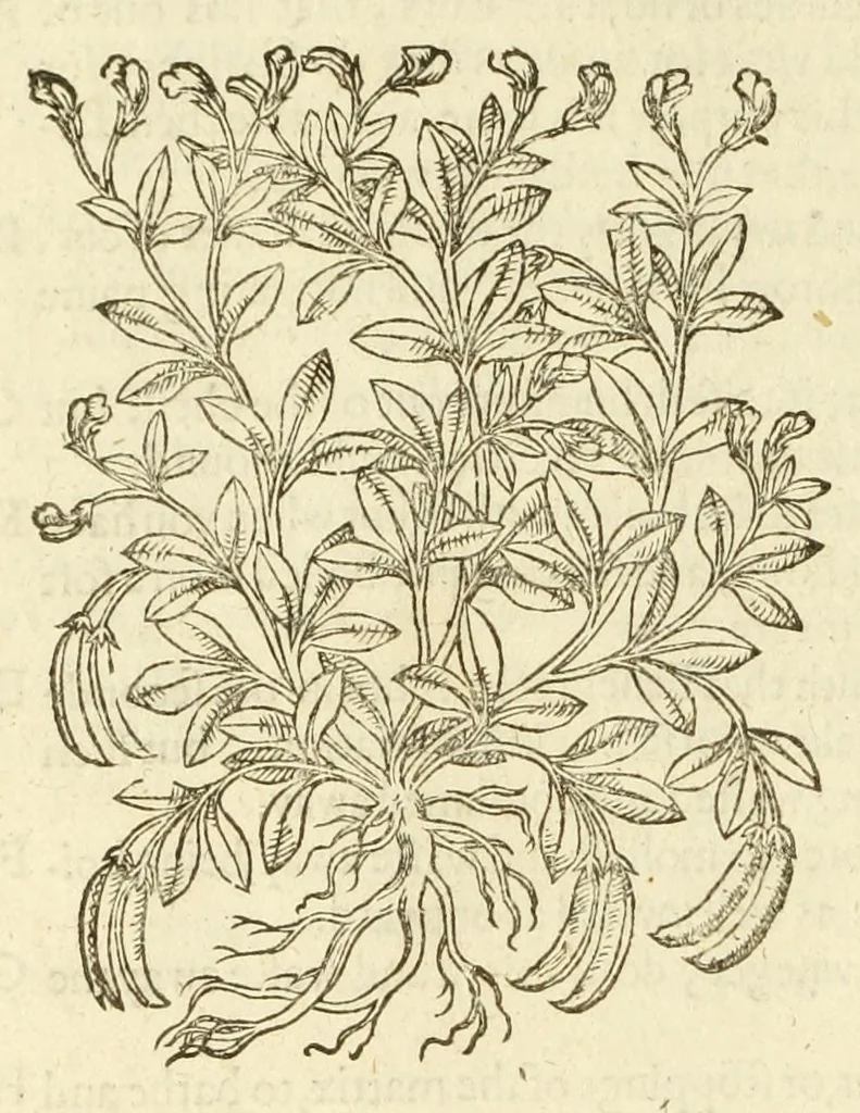 An illustration from The herball, or, Generall historie of plantes, 1597, leaf 1060