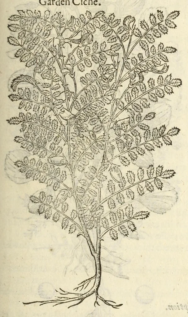 An illustration from The herball, or, Generall historie of plantes, 1597, leaf 1079