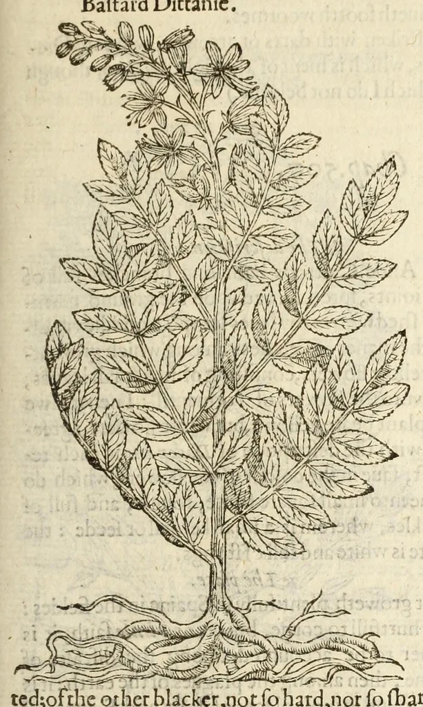 An illustration from The herball, or, Generall historie of plantes, 1597, leaf 1097