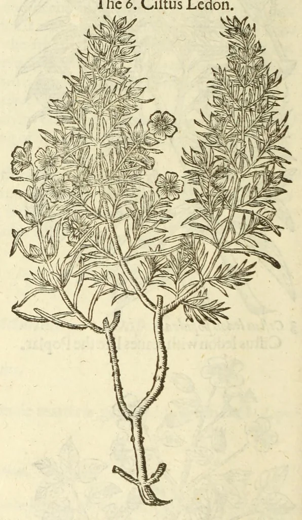 An illustration from The herball, or, Generall historie of plantes, 1597, leaf 1136