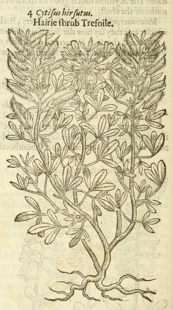 An illustration from The herball, or, Generall historie of plantes, 1597, leaf 1154