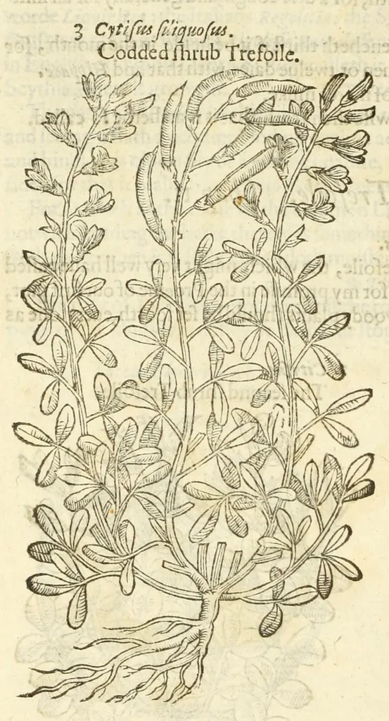 An illustration from The herball, or, Generall historie of plantes, 1597, leaf 1154