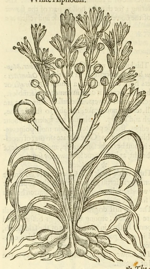 An illustration from The herball, or, Generall historie of plantes, 1597, leaf 116