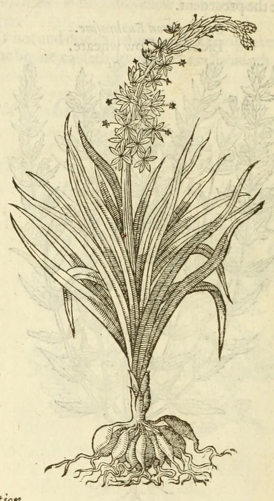 An illustration from The herball, or, Generall historie of plantes, 1597, leaf 116