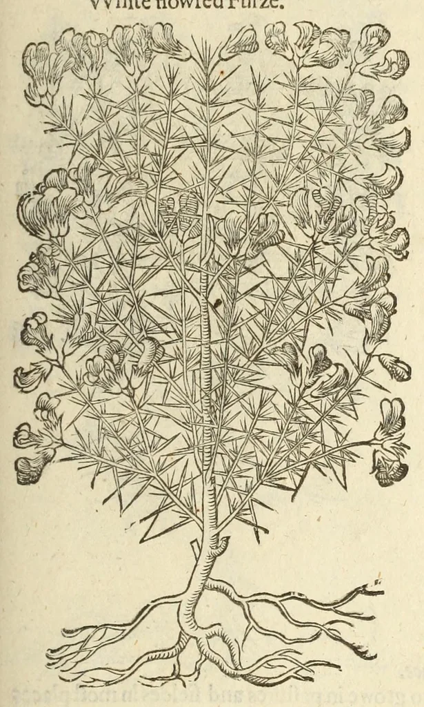 An illustration from The herball, or, Generall historie of plantes, 1597, leaf 1171