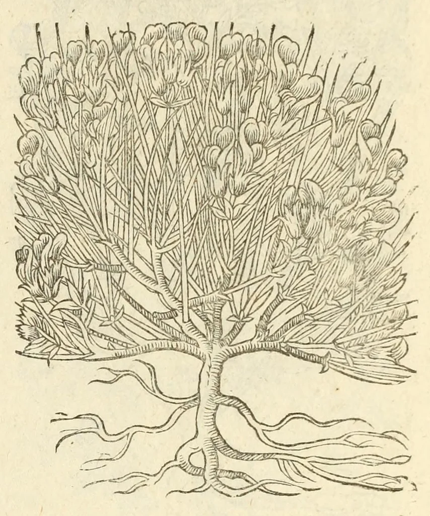 An illustration from The herball, or, Generall historie of plantes, 1597, leaf 1171