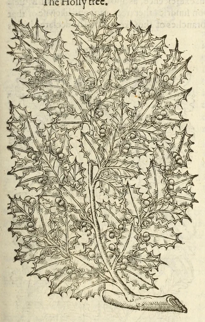 An illustration from The herball, or, Generall historie of plantes, 1597, leaf 1187
