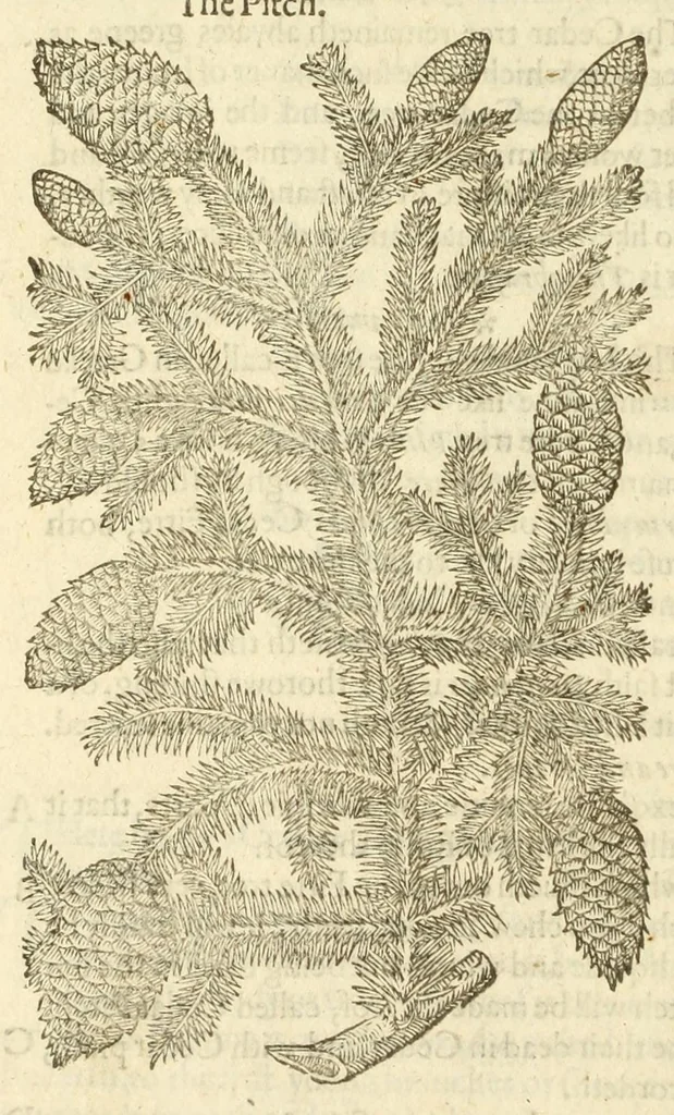 An illustration from The herball, or, Generall historie of plantes, 1597, leaf 1204