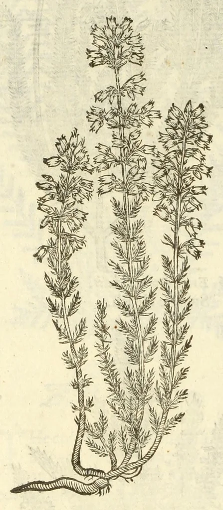 An illustration from The herball, or, Generall historie of plantes, 1597, leaf 1230