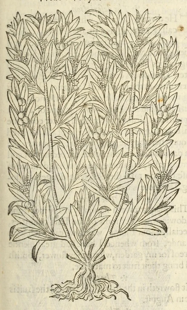 An illustration from The herball, or, Generall historie of plantes, 1597, leaf 1247