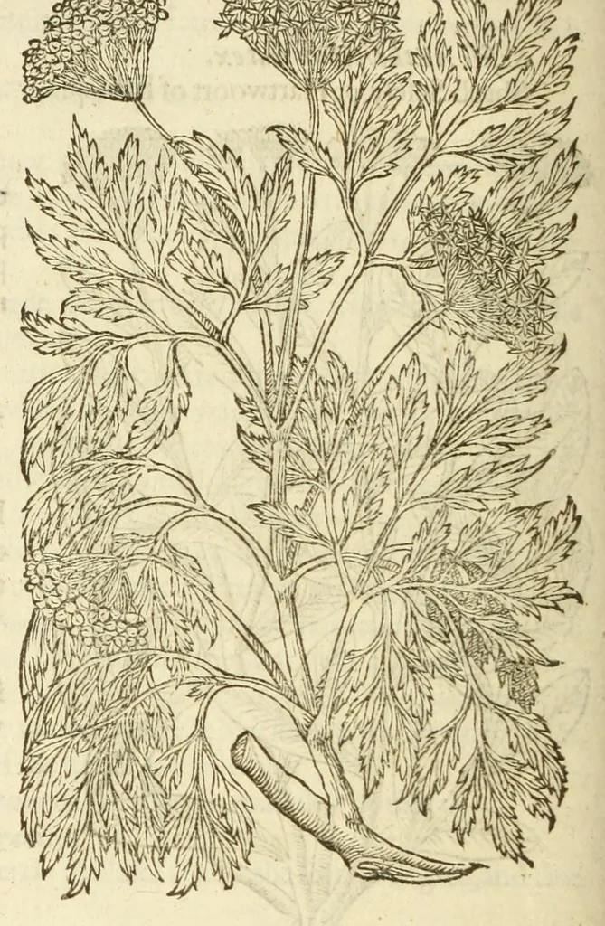An illustration from The herball, or, Generall historie of plantes, 1597, leaf 1266