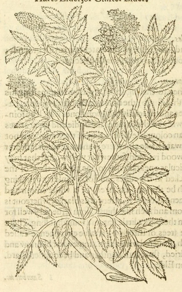 An illustration from The herball, or, Generall historie of plantes, 1597, leaf 1266