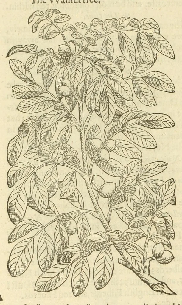 An illustration from The herball, or, Generall historie of plantes, 1597, leaf 1284