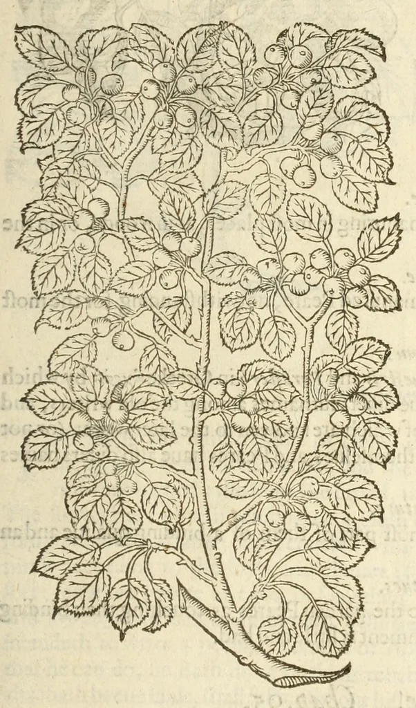 An illustration from The herball, or, Generall historie of plantes, 1597, leaf 1303