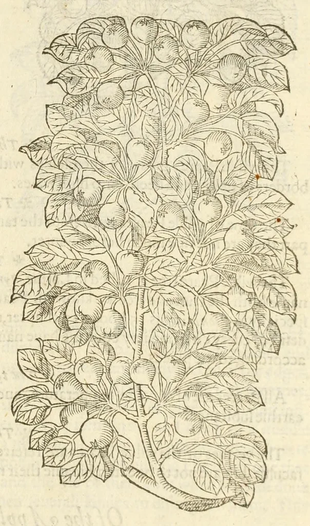 An illustration from The herball, or, Generall historie of plantes, 1597, leaf 1303