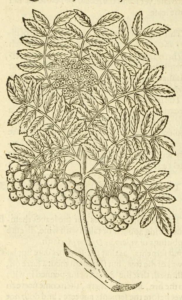 An illustration from The herball, or, Generall historie of plantes, 1597, leaf 1322