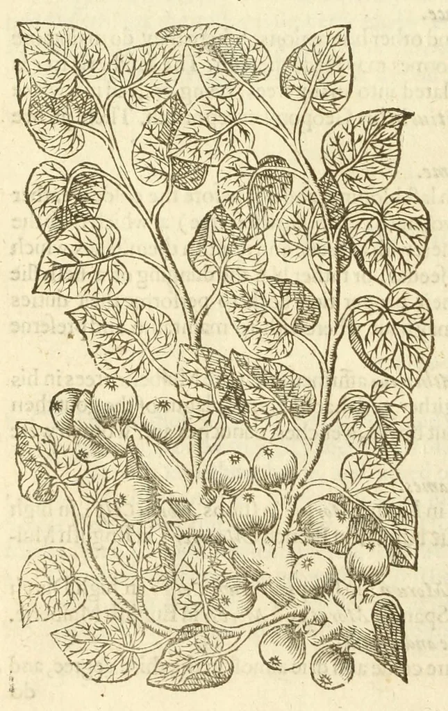 An illustration from The herball, or, Generall historie of plantes, 1597, leaf 1358