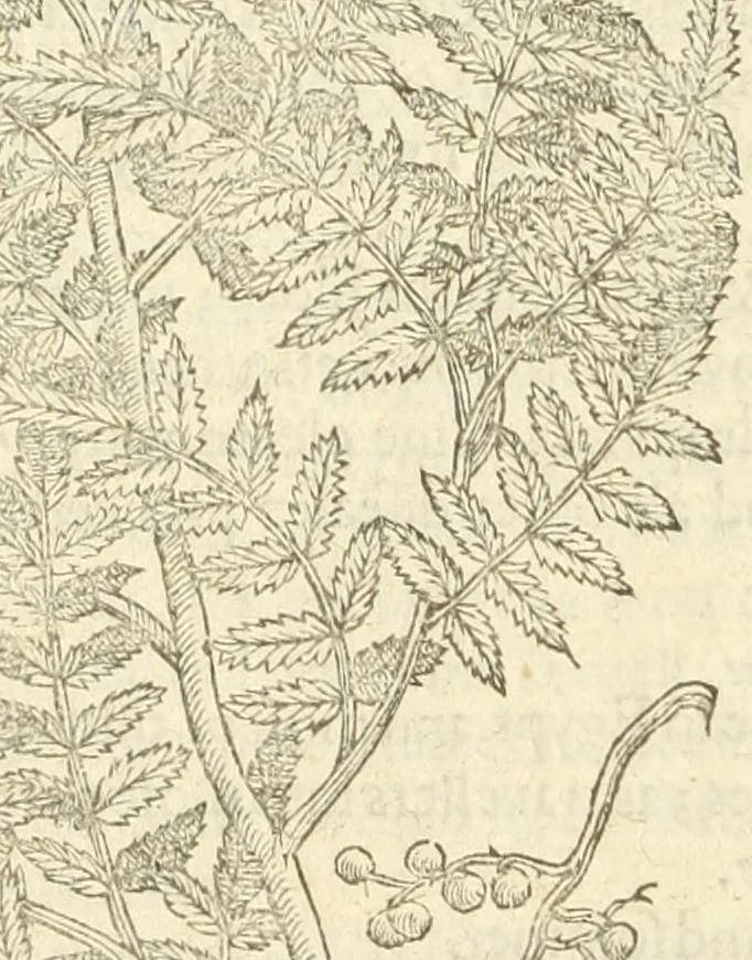 An illustration from The herball, or, Generall historie of plantes, 1597, leaf 1378