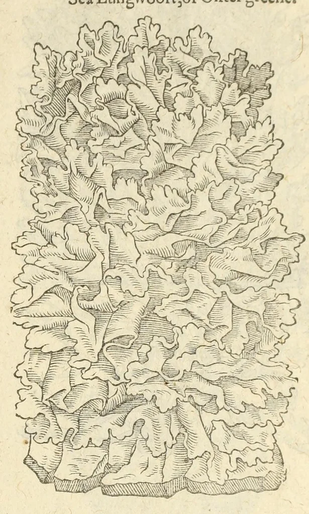 An illustration from The herball, or, Generall historie of plantes, 1597, leaf 1409