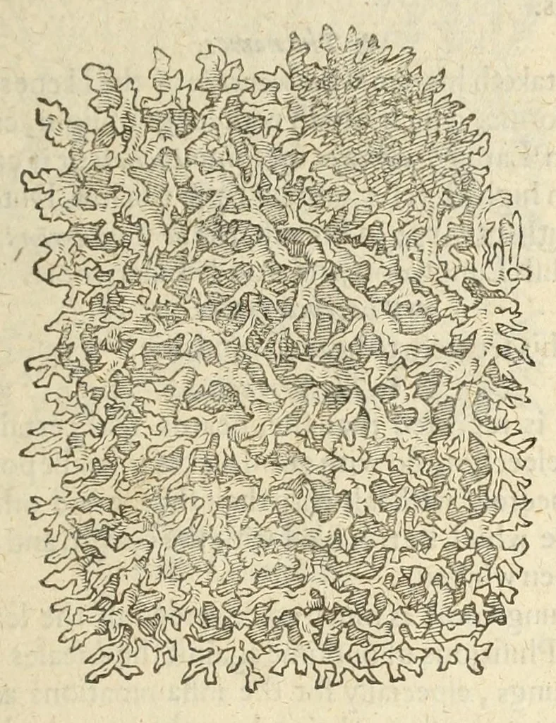 An illustration from The herball, or, Generall historie of plantes, 1597, leaf 1409