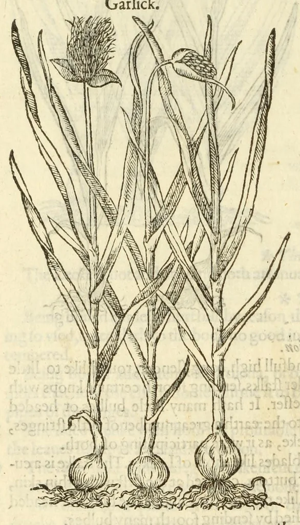 An illustration from The herball, or, Generall historie of plantes, 1597, leaf 170