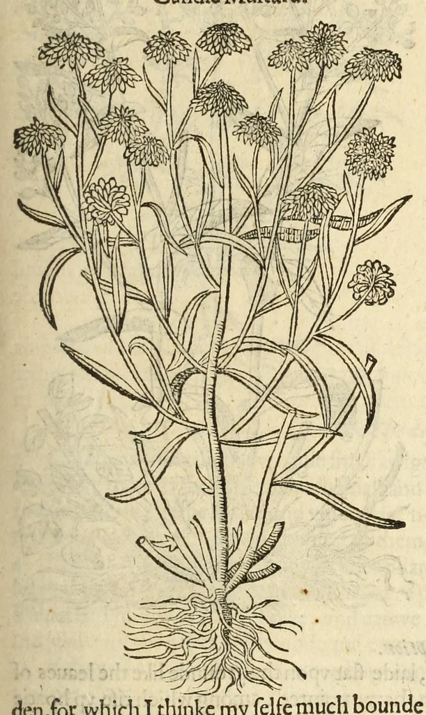 An illustration from The herball, or, Generall historie of plantes, 1597, leaf 237
