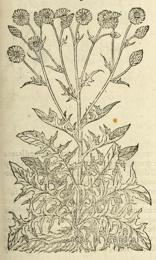 An illustration from The herball, or, Generall historie of plantes, 1597, leaf 255