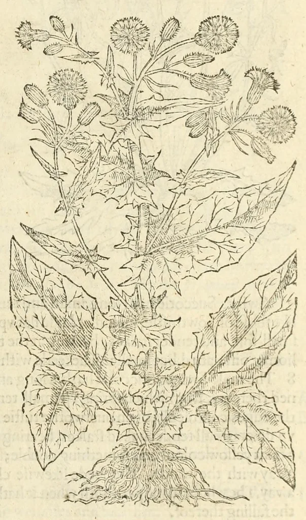 An illustration from The herball, or, Generall historie of plantes, 1597, leaf 255