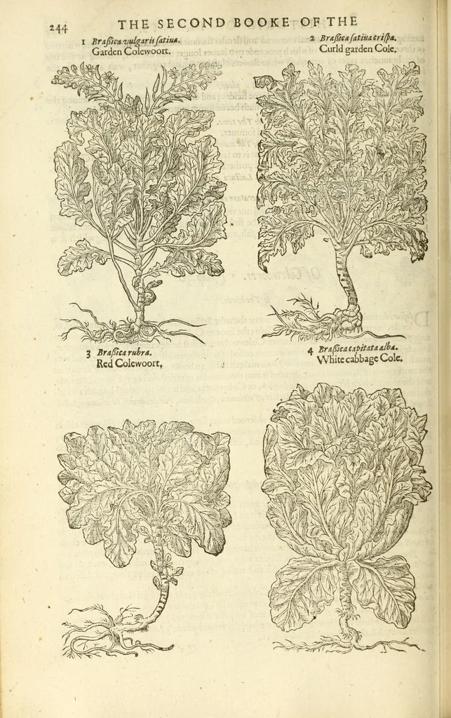 An illustration from The herball, or, Generall historie of plantes, 1597, leaf 274
