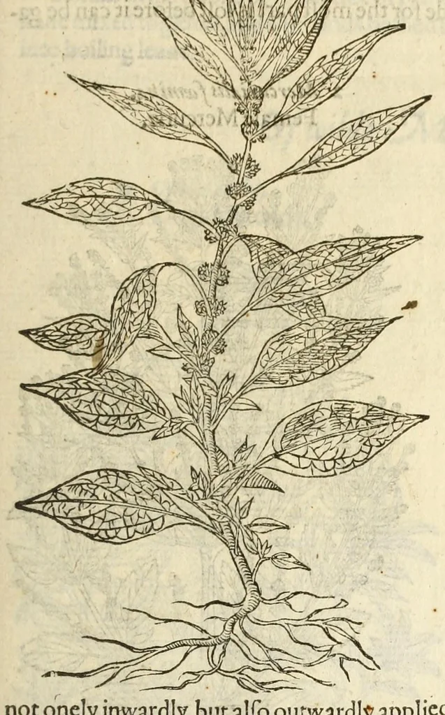 An illustration from The herball, or, Generall historie of plantes, 1597, leaf 291
