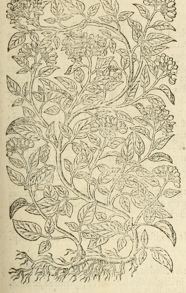 An illustration from The herball, or, Generall historie of plantes, 1597, leaf 309