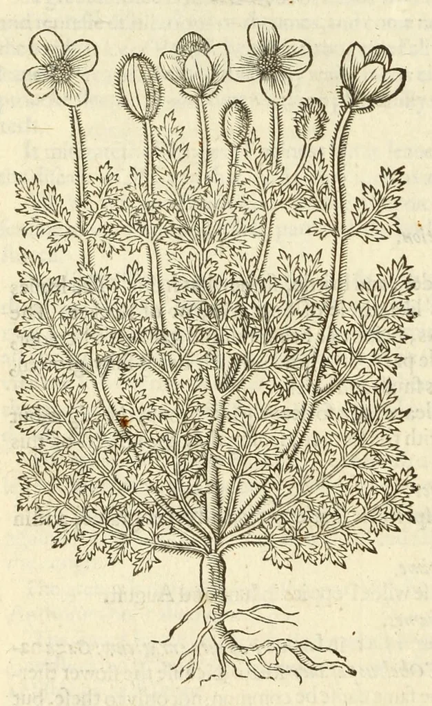 An illustration from The herball, or, Generall historie of plantes, 1597, leaf 332