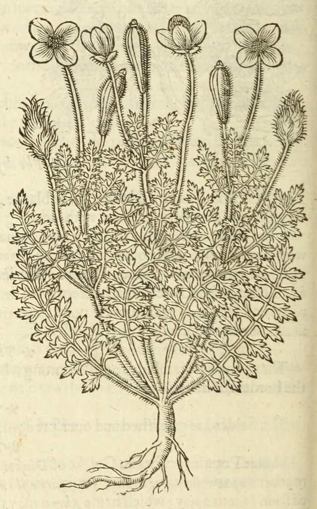 An illustration from The herball, or, Generall historie of plantes, 1597, leaf 332