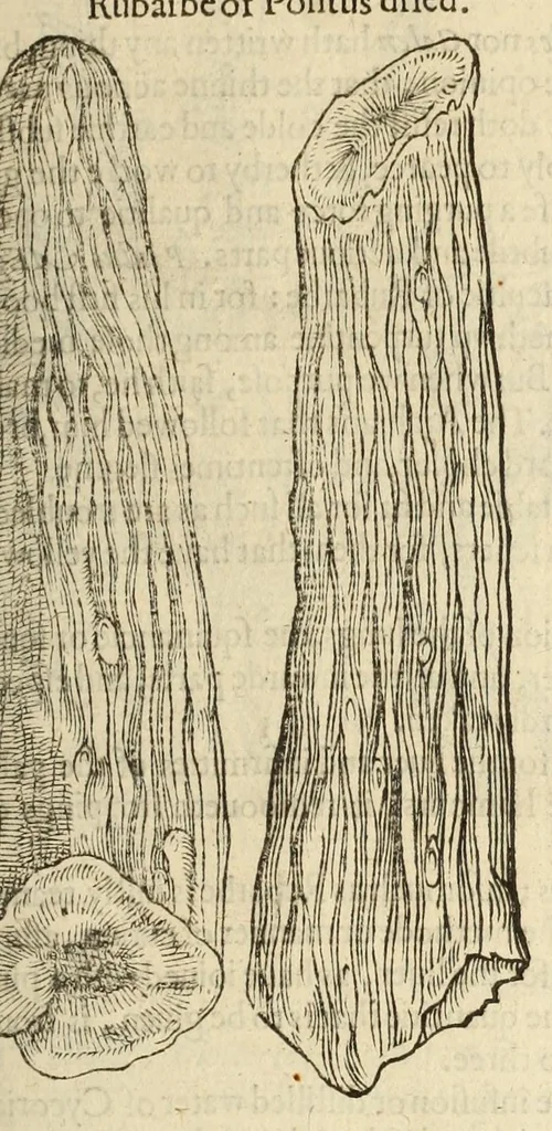 An illustration from The herball, or, Generall historie of plantes, 1597, leaf 349