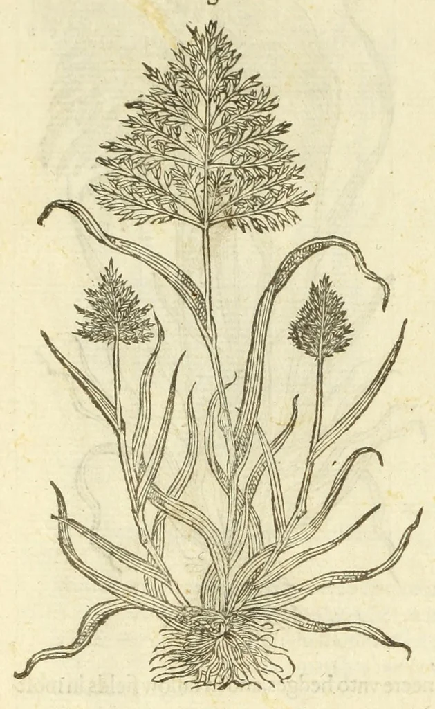 An illustration from The herball, or, Generall historie of plantes, 1597, leaf 36