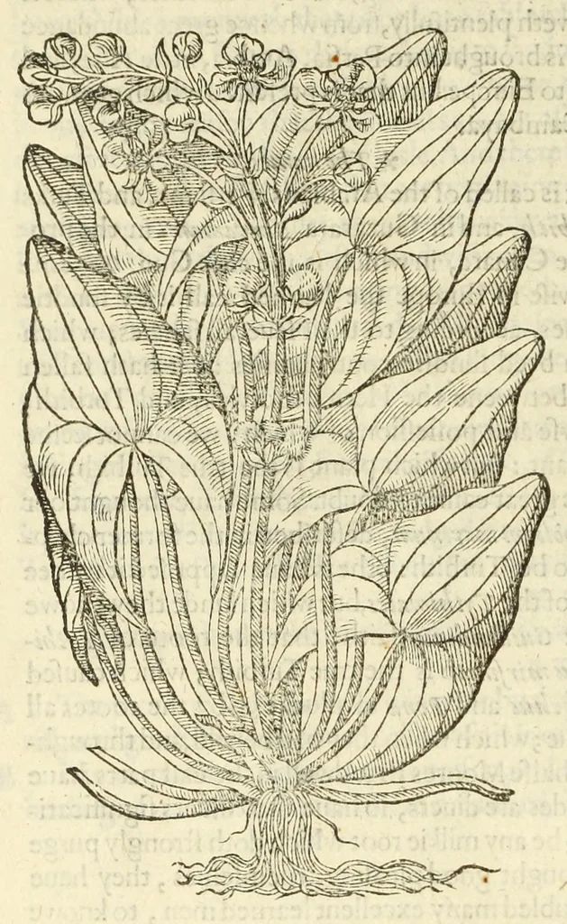 An illustration from The herball, or, Generall historie of plantes, 1597, leaf 368