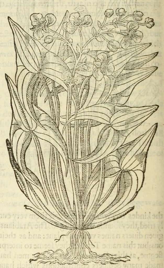 An illustration from The herball, or, Generall historie of plantes, 1597, leaf 368