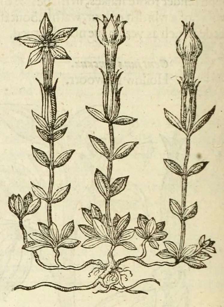 An illustration from The herball, or, Generall historie of plantes, 1597, leaf 386