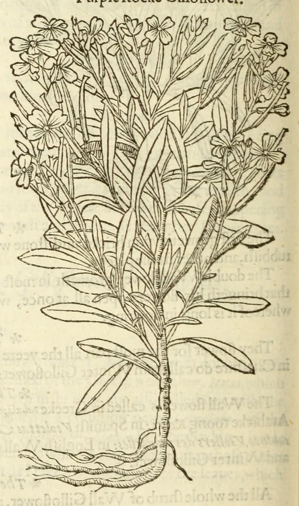 An illustration from The herball, or, Generall historie of plantes, 1597, leaf 404