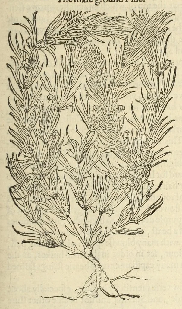 An illustration from The herball, or, Generall historie of plantes, 1597, leaf 453