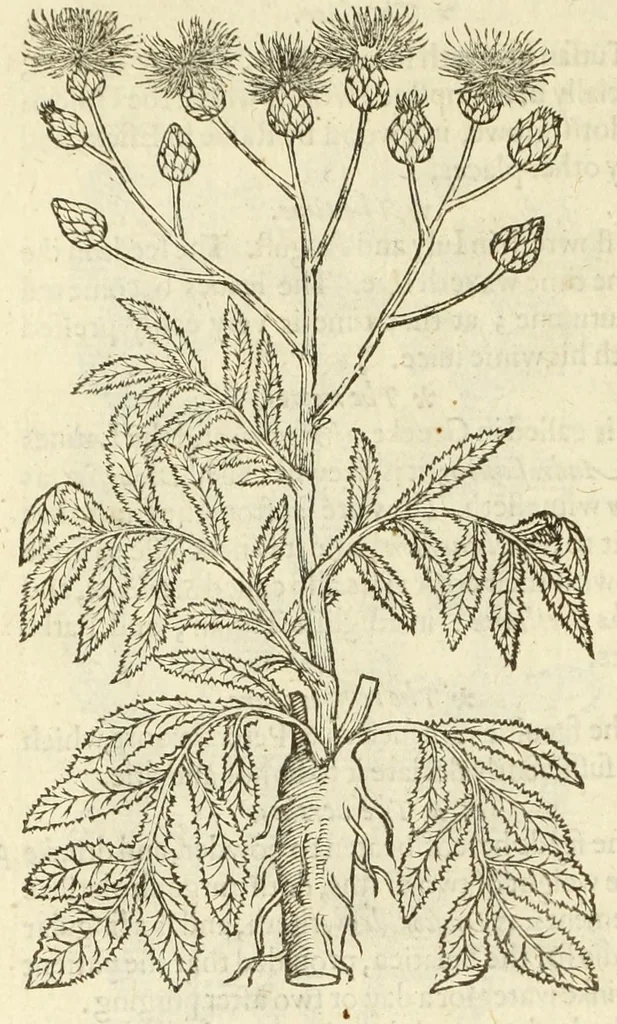 An illustration from The herball, or, Generall historie of plantes, 1597, leaf 468