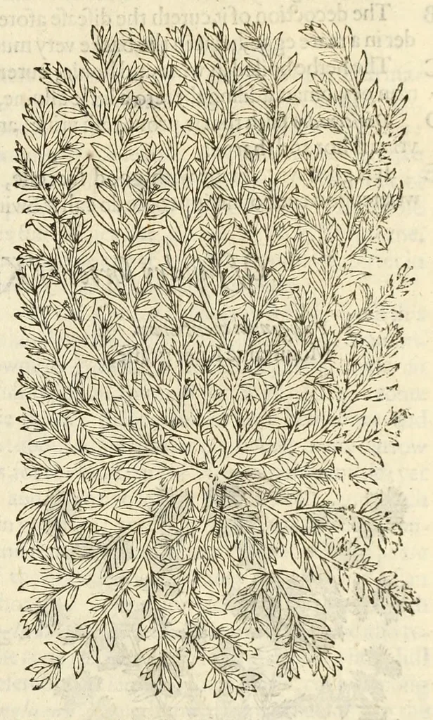 An illustration from The herball, or, Generall historie of plantes, 1597, leaf 483