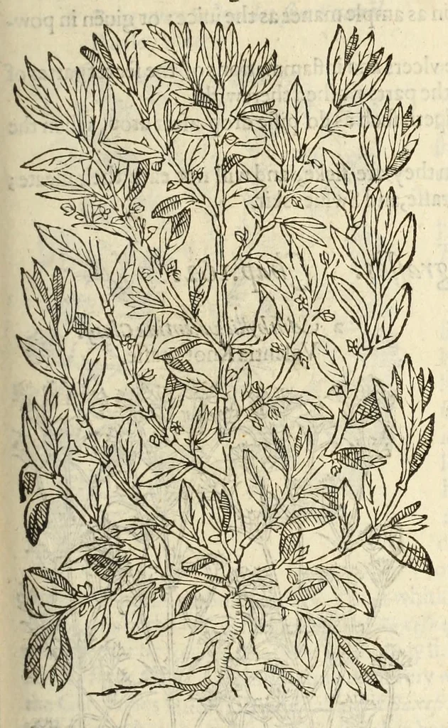 An illustration from The herball, or, Generall historie of plantes, 1597, leaf 483