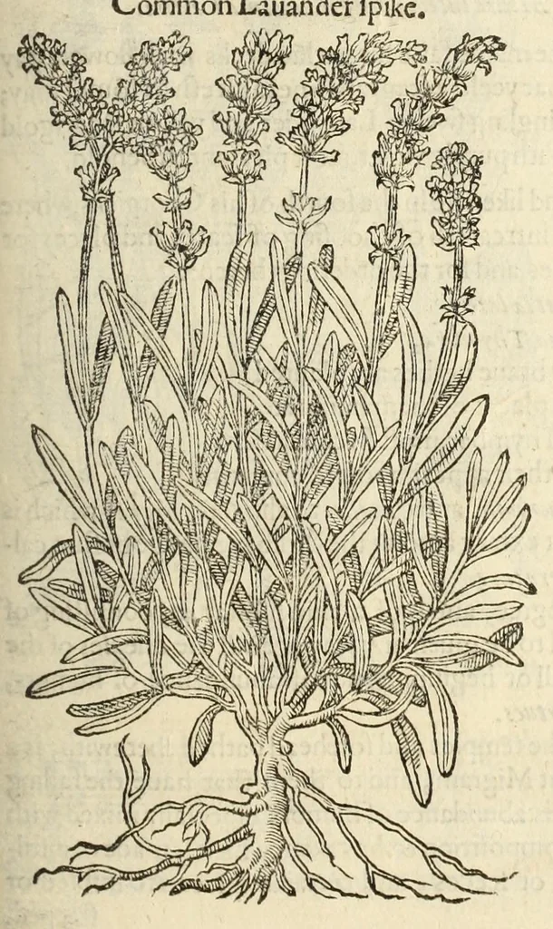 An illustration from The herball, or, Generall historie of plantes, 1597, leaf 499