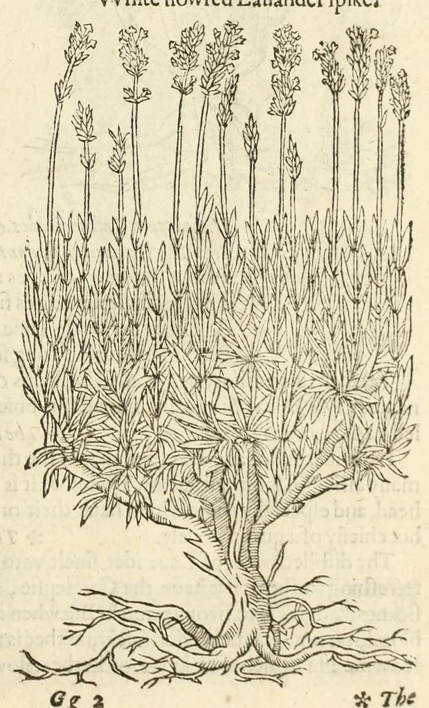 An illustration from The herball, or, Generall historie of plantes, 1597, leaf 499