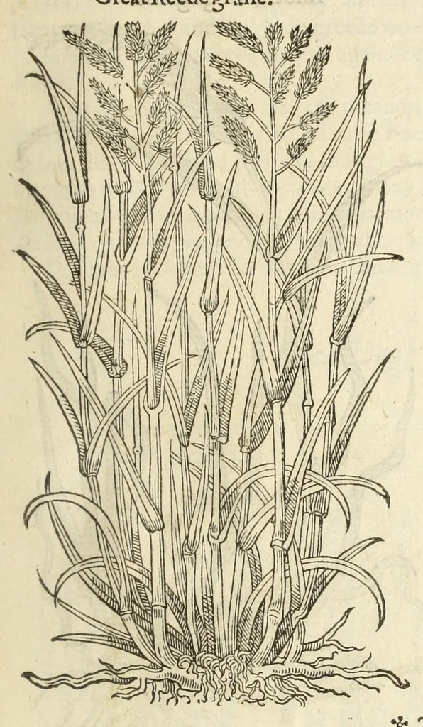 An illustration from The herball, or, Generall historie of plantes, 1597, leaf 51
