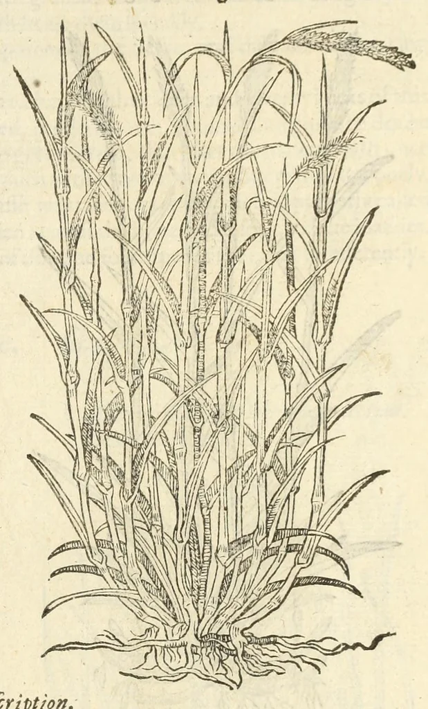 An illustration from The herball, or, Generall historie of plantes, 1597, leaf 51