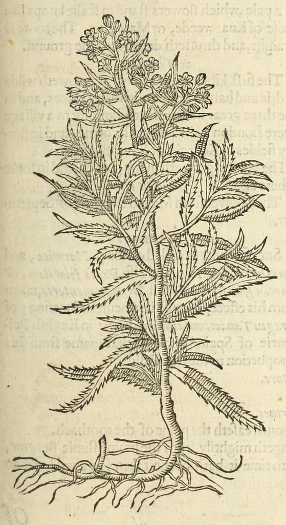 An illustration from The herball, or, Generall historie of plantes, 1597, leaf 515