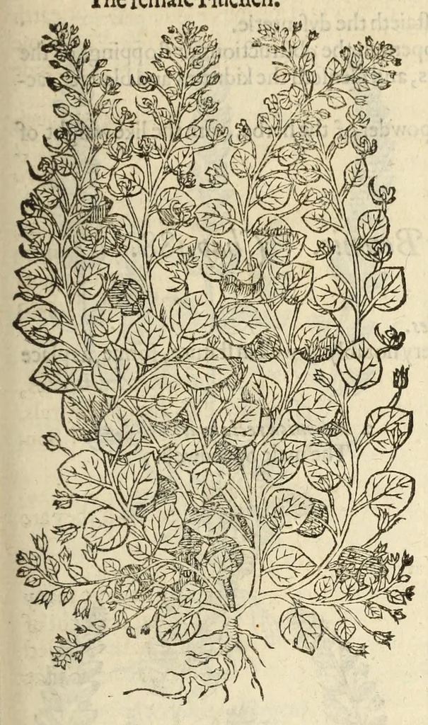 An illustration from The herball, or, Generall historie of plantes, 1597, leaf 533